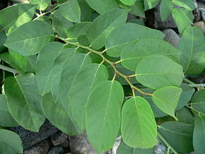 Descrição da imagem Dalbergia_ecastaphyllum_feuilles.JPG.