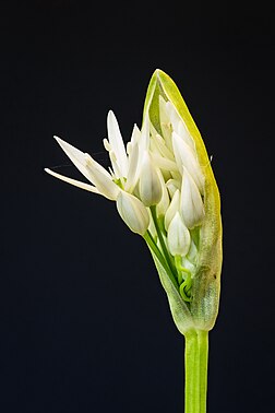 Abertura do botão da flor de alho-de-urso (Allium ursinum). Técnica do empilhamento de foco (focus stacking) de sessenta imagens. É uma planta bulbosa com flores perenes da família Amaryllidaceae. É nativa da Europa e da Ásia, onde cresce em florestas úmidas e um parente selvagem da cebola e do alho, todos pertencentes ao mesmo gênero, Allium. A espécie é utilizada há muito tempo como planta comestível, medicinal e ornamental. Possui propriedades medicinais semelhantes às do alho comum, e distingue-se pela atraente folhagem e flores. Todas as partes da planta são comestíveis. (definição 3 088 × 3 088)