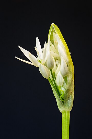 Abertura do botão da flor de alho-de-urso (Allium ursinum). Técnica do empilhamento de foco (focus stacking) de sessenta imagens. É uma planta bulbosa com flores perenes da família Amaryllidaceae. É nativa da Europa e da Ásia, onde cresce em florestas úmidas e um parente selvagem da cebola e do alho, todos pertencentes ao mesmo gênero, Allium. A espécie é utilizada há muito tempo como planta comestível, medicinal e ornamental. Possui propriedades medicinais semelhantes às do alho comum, e distingue-se pela atraente folhagem e flores. Todas as partes da planta são comestíveis. (definição 3 088 × 3 088)