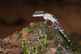 <i>Geckoella</i> Genus of lizards