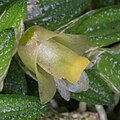 Dendrobium toressae