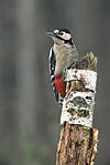 Great spotted woodpecker Dendrocopos major 2 (Marek Szczepanek).jpg