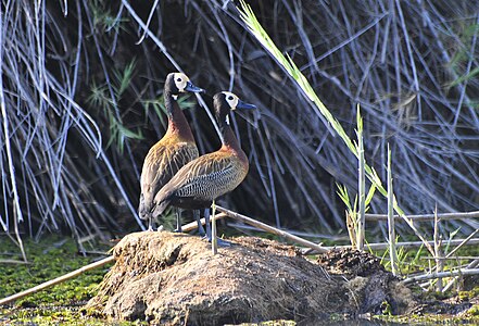 Dendrocygne veuf Dendrocygna viduata - White-faced Whistling Duck du Lac Kinkony, Boeny, Madagascar