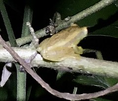 Description de l'image Dendropsophus mathiassoni cropped.jpg.