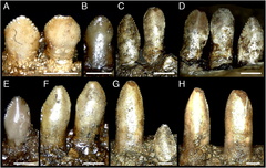 מאובני שיניים של ארליקוזאורוס