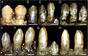 Dentary teeth of Erlikosaurus.png