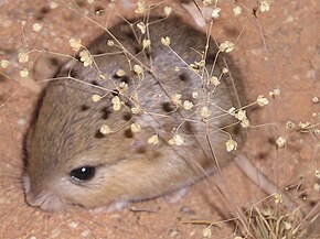 Beskrivelse af Desmodillus auricularis.jpg-billedet.