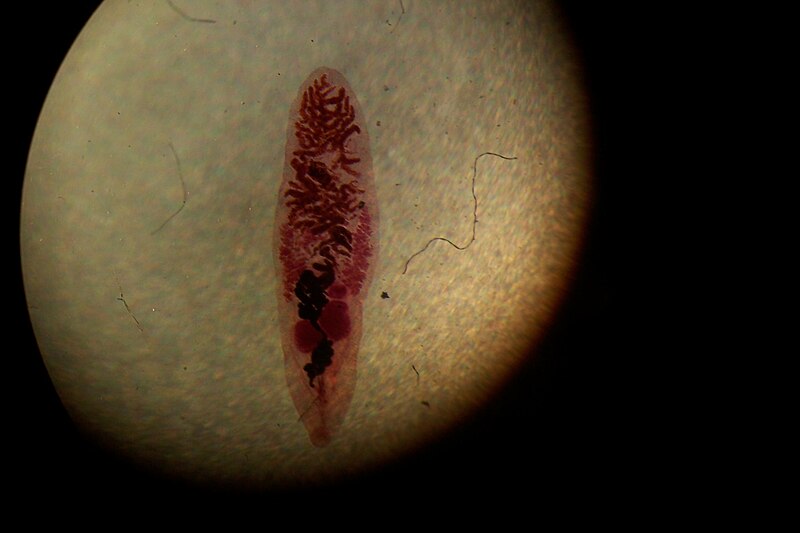 Fil:Dicrocoelium dendriticum.jpg