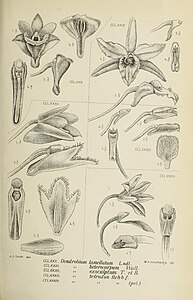 fig. 280 Dendrobium lamellatum fig. 281 Dendrobium heterocarpum fig. 282 Dendrobium exsculptum Dendrobium stuposum fig. 283 Dendrobium tetrodon Dendrobium macrostachyum fig. 284 Dendrobium tetrodon Dendrobium macrostachyum