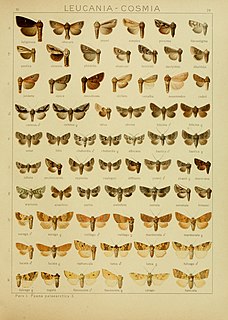 <i>Cleonymia baetica</i> Species of moth