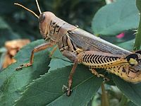Differential Grasshopper 01.jpg