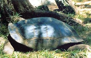 <i>Aldabrachelys gigantea arnoldi</i> Subspecies of tortoise