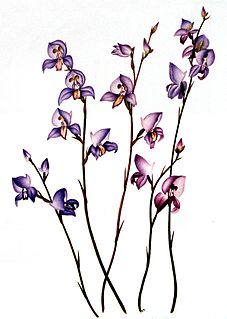 <i>Disa purpurascens</i> Species of orchid