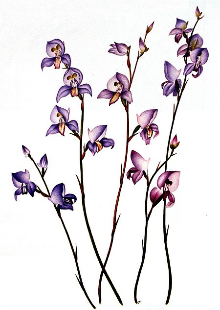 Disa purpurascens