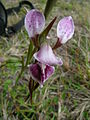 Diuris punctata