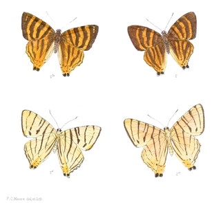 <i>Dodona adonira</i> Species of butterfly