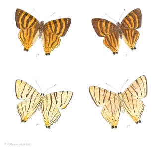 <i>Dodona adonira</i> species of insect