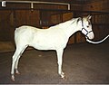   English: Dominant white Arabian stallion.