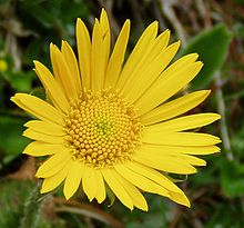 Doronicum glaciale subsp calcareum à Rax3.jpg