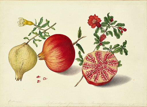 Dorothea Elizabeth Smith Pomegranate 1850-1853