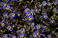 Downingia bacigalupii flowers