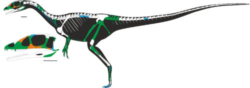 Dracoraptor