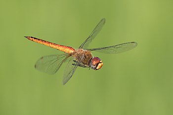 Dragonfly (Anisoptera) in flight, in a paddy field, in Laos Basile Morin 6.875 out of 10, sd 0.259