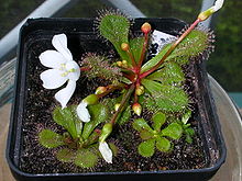 Drosera whittakeri ssp aberransFloweringPlant1.jpg