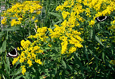 Canadian goldenrod DwCanadianGoldenrod1.jpg