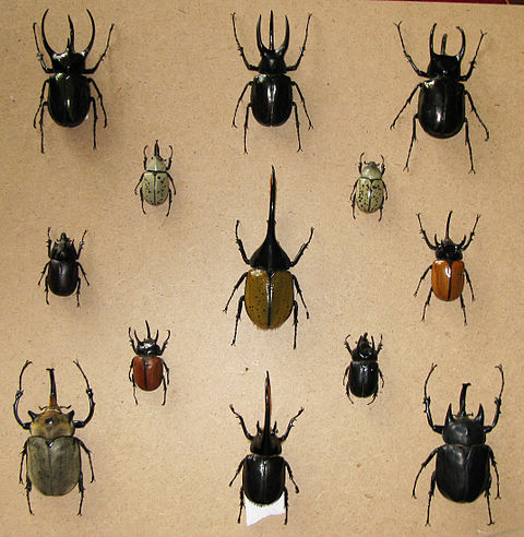 兜虫亚科  – dynastinae or rhinoceros beetles are a subfamily