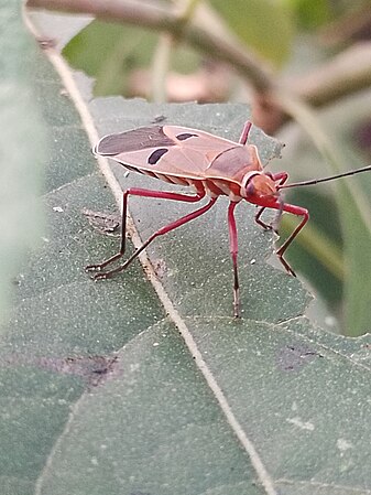 Dysdercus cingulatus perched on bitterleaf. Photo by Iwuala chisom