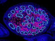 E15.5 mouse embryonic testes.tif