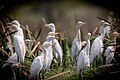 Kuhreiher (Bubulcus ibis coromandus)