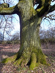 Oak Obererthal.jpg