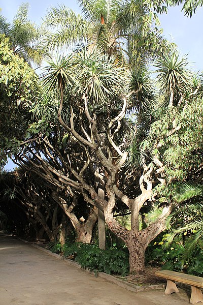 File:El Anasser, Belouizdad, Algeria - panoramio (1).jpg