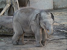 forestille vil beslutte Føderale Elefanterne i København Zoo - Wikipedia, den frie encyklopædi