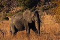 * Nomination African bush elephant (Loxodonta africana), Kruger National Park, South Africa --Poco a poco 07:01, 27 October 2018 (UTC) * Promotion Nice! --Famberhorst 07:15, 27 October 2018 (UTC)