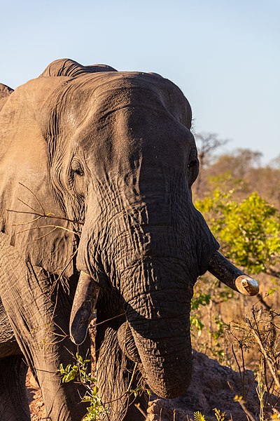 File:Elefante africano de sabana (Loxodonta africana), parque nacional Kruger, Sudáfrica, 2018-07-25, DD 19.jpg