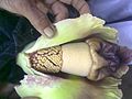 โครงสร้างภายในกาบดอกของบุกคางคก ด้านบนสุด (ขวา) คือจะงอยรูปดอกบัว, ดอกเพศผู้ (กลาง) และดอกเพศเมียที่ด้านล่างของช่อดอก (ซ้าย)