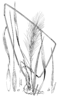 Elymus villosus var arkansanus (as E. arkansanus) LS-1901.png