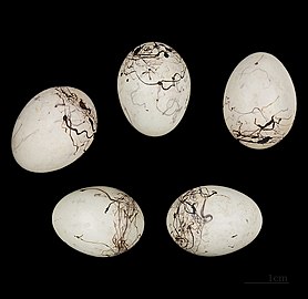 ביצי גבתון סלעים. ניתן להבחין בדוגמא המקושקשת האופיינית לגיבתונים. מאוסף מוזיאון טולוז