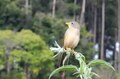 Файл: Emberizoides herbicola -Piraju, Brasil -nature Reserve-8a.ogv 