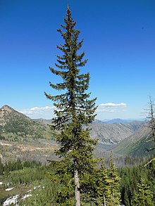 Engelmann spruce on the PCT, Washington.JPG