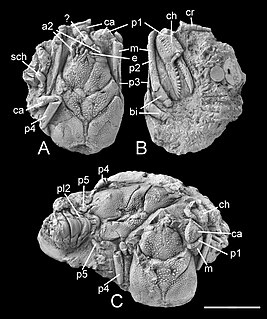 <i>Eocarcinus</i> Extinct genus of crustaceans