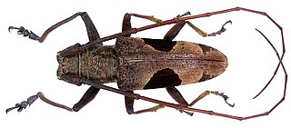 <i>Epepeotes lateralis</i> Species of beetle