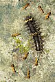 * Nomination Erebidae larva against Formicidae. -- Jkadavoor 10:49, 31 August 2015 (UTC) * Promotion Good quality. --Ralf Roletschek 21:08, 31 August 2015 (UTC)