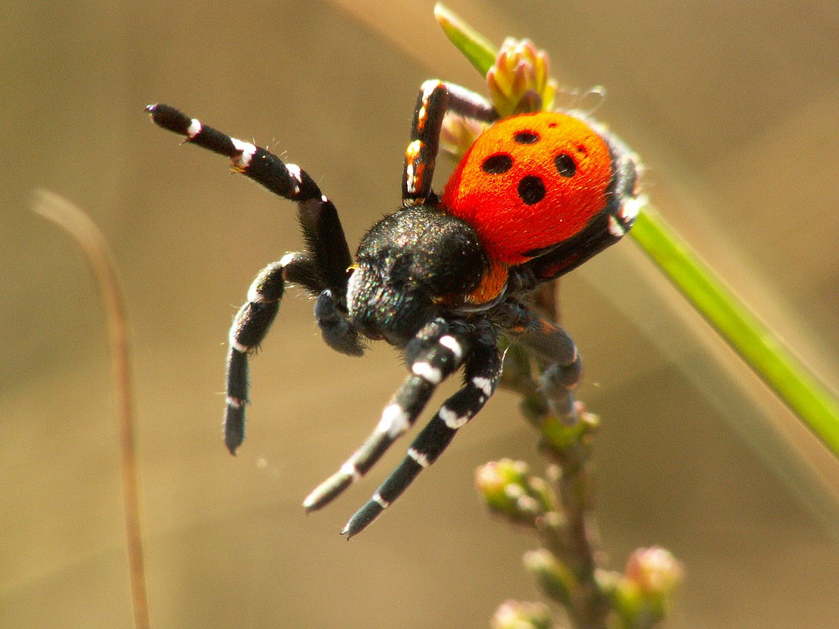 Spider - Wikipedia