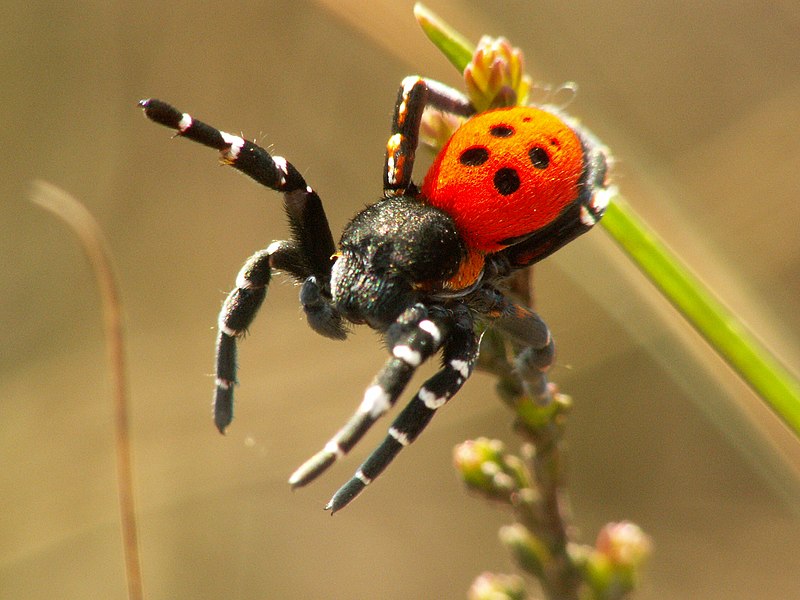 Spiders - Wikipedia