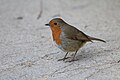 * Nomination: A European robin, Erithacus rubecula, on the ground at the Dublin Zoo. (The bird is not captive, it was just also at the zoo.) --Grendelkhan 07:06, 20 May 2024 (UTC) * * Review needed