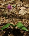 Erythronium japonicum